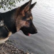 سگ ژرمن شپیرد7ماه باشناسنامه آنپول هم زده