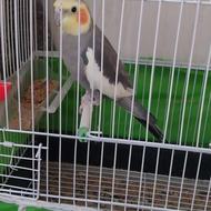 عروس هلندی نر