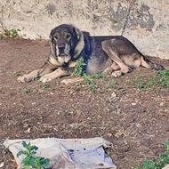 واگزاری سگ سالم