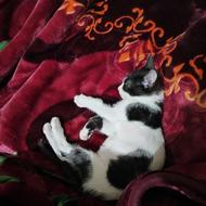 واگذاری بچه گربه دو ماهه