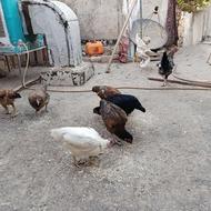 فروش فوری مرغ تخمگذار محلی خوب