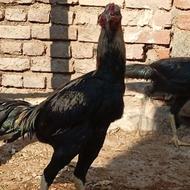 جوجه خروس لاری8