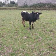 ورزا کوله چالوسی