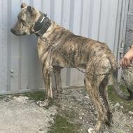 سگ نر 3 سال به شرط واگزاری