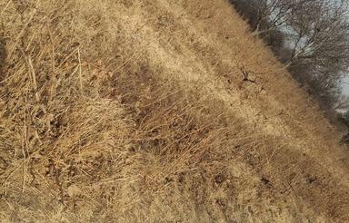 باغ انگور و میوه