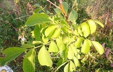 یک باب باغ میوه 300 متری در روستای گل تپه زنجان
