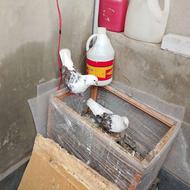 کبوتر جفت خورده تخمگذار