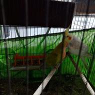 فروش عروس هلندی نر و طوطی برزیلی نر