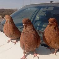 کبوتر سرور ماده سه عدد