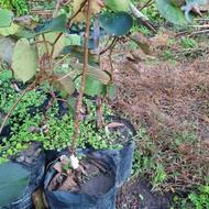 نهال کیوی نر