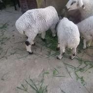 گوراندمحلی نر فروشی