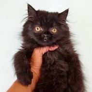 پرشین واسکاتیش