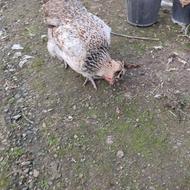 جوجه های کاکلی و پاپری