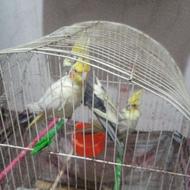 عروس هلندی 3تا