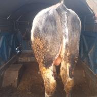 خریدار گاو گوساله هر نوع