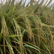 فروش زمین کشاورزی 10000 متر در دینه سررکن کلا