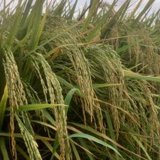 فروش زمین کشاورزی 10000 متر در دینه سررکن کلا