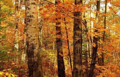 فروش زمین 200متری بهترین موقعیت