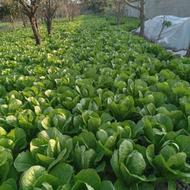 کاهو سرپیچ تمیز تازه چین و نشاء کاهو