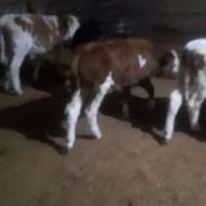 گوساله سمینتال اصیل