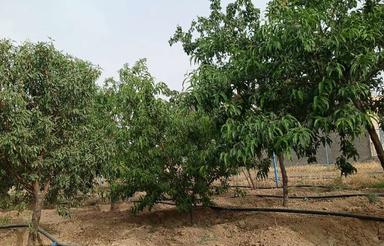 باغ 500متری فنس شده جاده میقان پشت تالارکویر قابل معاوضه