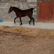 مادیان سواری