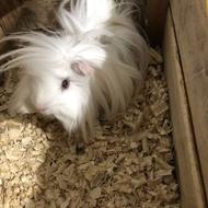 خوکچه پشمالو قابل معاوضه