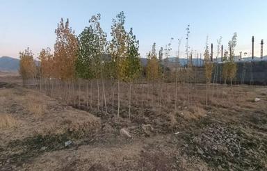 250 متر زمین برای ساخت و ساز