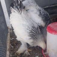 فروش مرغ و خروس برهما اصل