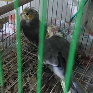 فروش بچه عروس هلندی فریدونکنار