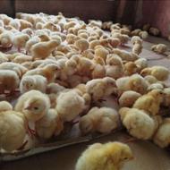 جوجه گوشتی راس308اصل