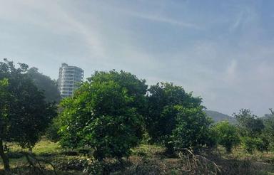 فروش زمین 533 متری دو بر در اربکله