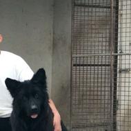 ژرمن بلک ماده واگذار