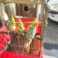 مولد هستن الان ده تا تخم داره