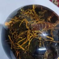 سنگ مهمان دار کهربا