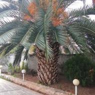 درخت فینیکس 15 ساله