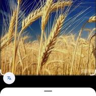 گندم بذری بوجار شده