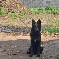 توله شرمن شولاین با رگ خونی باکیفیت