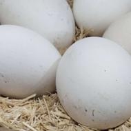 خریدار تخم غاز نطفه دار