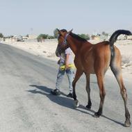 فروش کره مادیان