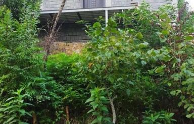 ویلای کوهپایه در دل طبیعت