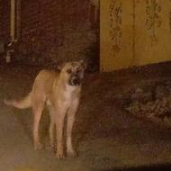 واگذاری رایگان سگ گله ای...