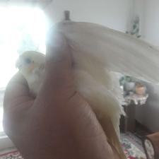 طوطی فقد سالم