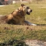 سگ .پژدر سراب .  واگذار