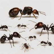 مورچه ملکه messor