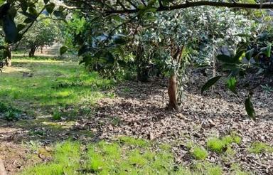 باغ 1000متری داخل بافت با سند مناسب برای ساخت و ساز