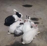 فروش 6عدد خرگوش