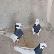 کفتر طوقی نروماده