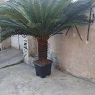 سیکاس 68ساله