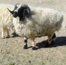 فروش‌‌گوسفندنربزرگ